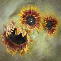 Buy canvas prints of Sunflowers In A Spin by Caroline Claye