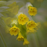 Buy canvas prints of Cowslips by Caroline Claye