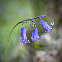 Buy canvas prints of Bluebells In The Wind by Caroline Claye