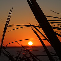 Buy canvas prints of Sunset Through The Reeds by Caroline Claye
