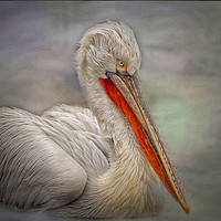 Buy canvas prints of Portrait of a Pelican by Caroline Claye