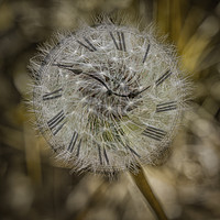 Buy canvas prints of Dandelion Clock by Caroline Claye