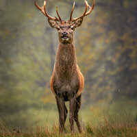 Buy canvas prints of Red Stag by Phillip Dove LRPS