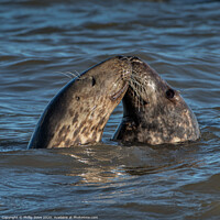 Buy canvas prints of Seals...with a kiss by Phillip Dove LRPS
