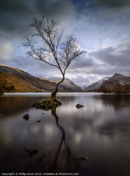 Lone Tree at Llyn Padarn, Snowdonia Picture Board by Phillip Dove LRPS