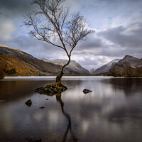 Buy canvas prints of Lone Tree at Llyn Padarn, Snowdonia by Phillip Dove LRPS