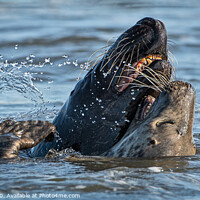 Buy canvas prints of Grey Seals at play by Phillip Dove LRPS