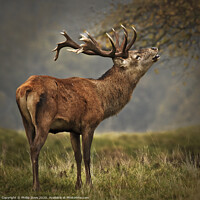 Buy canvas prints of Rutting Stag calling by Phillip Dove LRPS