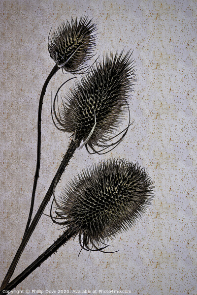 Teasels. Picture Board by Phillip Dove LRPS