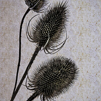 Buy canvas prints of Teasels. by Phillip Dove LRPS