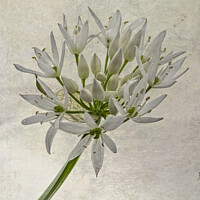 Buy canvas prints of Wild Garlic Flower by Phillip Dove LRPS