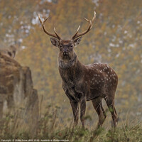 Buy canvas prints of Sika Deer Stag by Phillip Dove LRPS