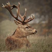 Buy canvas prints of Red Stag resting by Phillip Dove LRPS