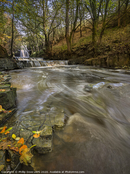 Bowlees in Autumn Picture Board by Phillip Dove LRPS