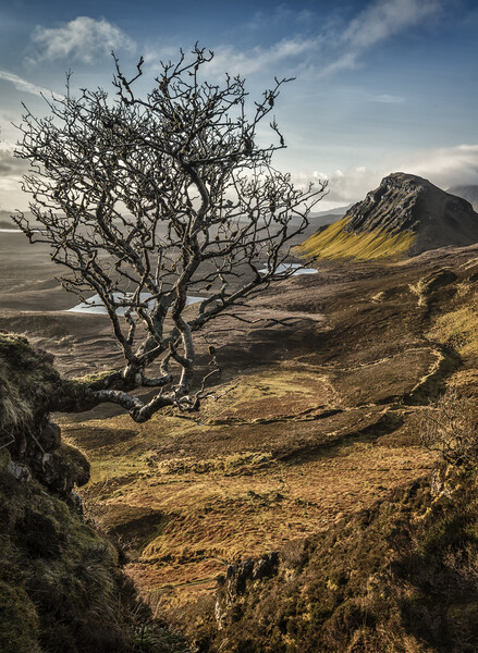 Quiraing hanging tree Picture Board by Phillip Dove LRPS