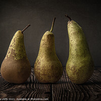 Buy canvas prints of Three Pears by Phillip Dove LRPS
