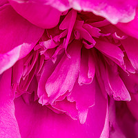 Buy canvas prints of Close-up of Peony Blossom by Nathan Bickel