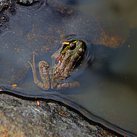 Buy canvas prints of Mink Frog in Adirondack Mountain Wilderness Area by Nathan Bickel