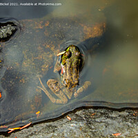 Buy canvas prints of Mink Frog 2 by Nathan Bickel