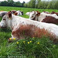 Buy canvas prints of Lazy Cow by Anthony Byrne