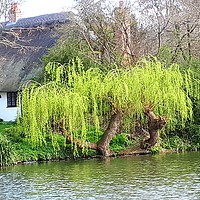 Buy canvas prints of Cottage by the river  by Anthony Byrne