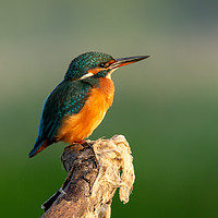 Buy canvas prints of Kingfisher on perch by Eddie Deane