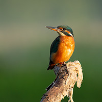 Buy canvas prints of Female Kingfisher on perch by Eddie Deane