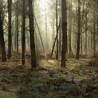 Buy canvas prints of Forest mist by Eddie Deane