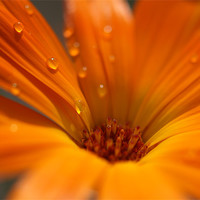 Buy canvas prints of Raindrops on petals by Andrew Bradshaw