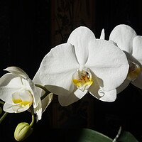 Buy canvas prints of Blooming orchid in the sun by Theo Spanellis