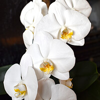 Buy canvas prints of Sunlit orchid flowers by Theo Spanellis
