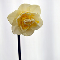 Buy canvas prints of Narcissus Peach Cobler daffodil by Theo Spanellis