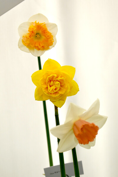 Various daffodil flowers Picture Board by Theo Spanellis
