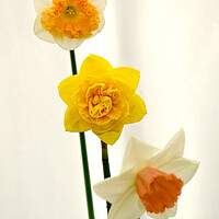 Buy canvas prints of Various daffodil flowers by Theo Spanellis