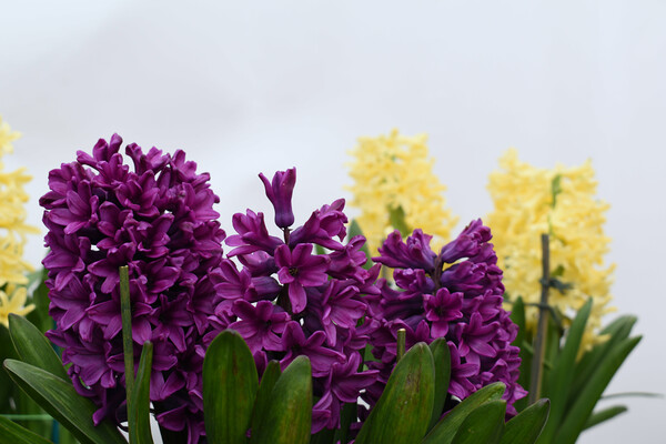 Purple and yellow hyacinth flowers Picture Board by Theo Spanellis