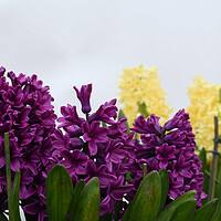 Buy canvas prints of Purple and yellow hyacinth flowers by Theo Spanellis
