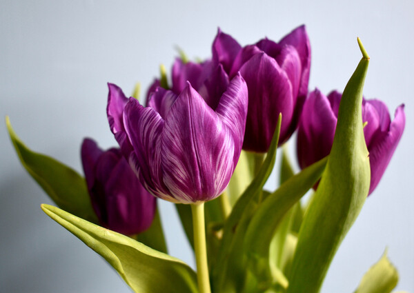 Purple tulips with white stripes Picture Board by Theo Spanellis