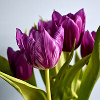 Buy canvas prints of Purple tulips with white stripes by Theo Spanellis
