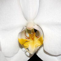 Buy canvas prints of Orchid flower close-up by Theo Spanellis