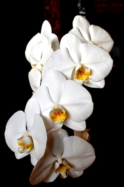 Orchid white flowers Picture Board by Theo Spanellis
