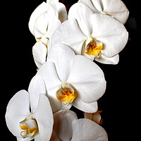 Buy canvas prints of Orchid white flowers by Theo Spanellis