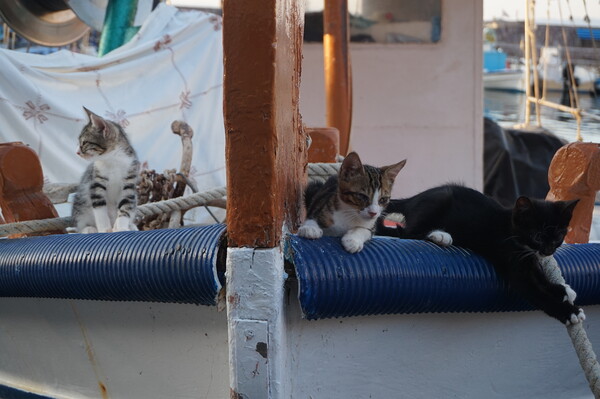 Kittens on a boat Picture Board by Theo Spanellis