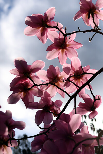 Pink magnolia flowers backlit Picture Board by Theo Spanellis