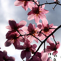Buy canvas prints of Pink magnolia flowers backlit by Theo Spanellis