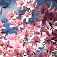Buy canvas prints of Pink magnolia flowers by Theo Spanellis