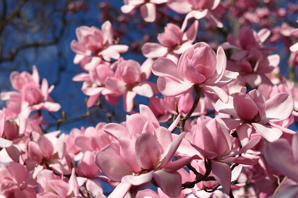 Pink magnolia flowers Picture Board by Theo Spanellis