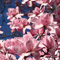 Buy canvas prints of Pink magnolia flowers by Theo Spanellis