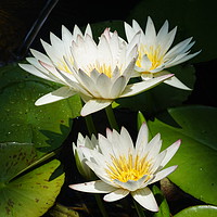 Buy canvas prints of Water lilies by Theo Spanellis