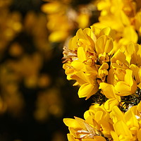Buy canvas prints of Yellow flowers in the sun by Theo Spanellis