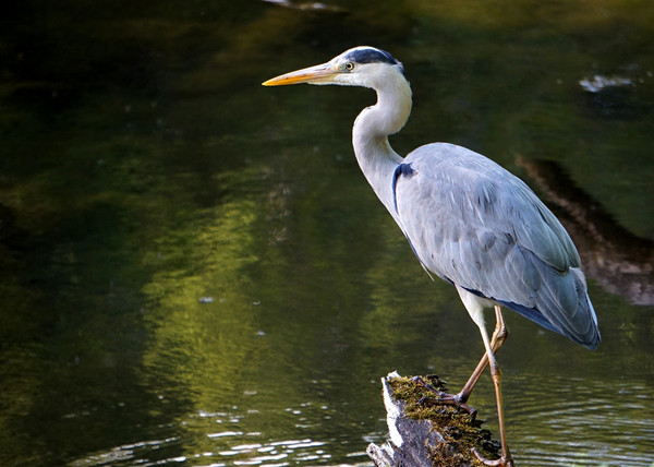 Grey heron in the pond Picture Board by Theo Spanellis